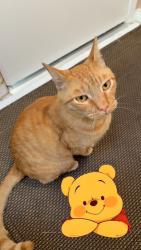 Lost Male Cat last seen Mirador and Hidalgo, Mission Viejo, CA 92691