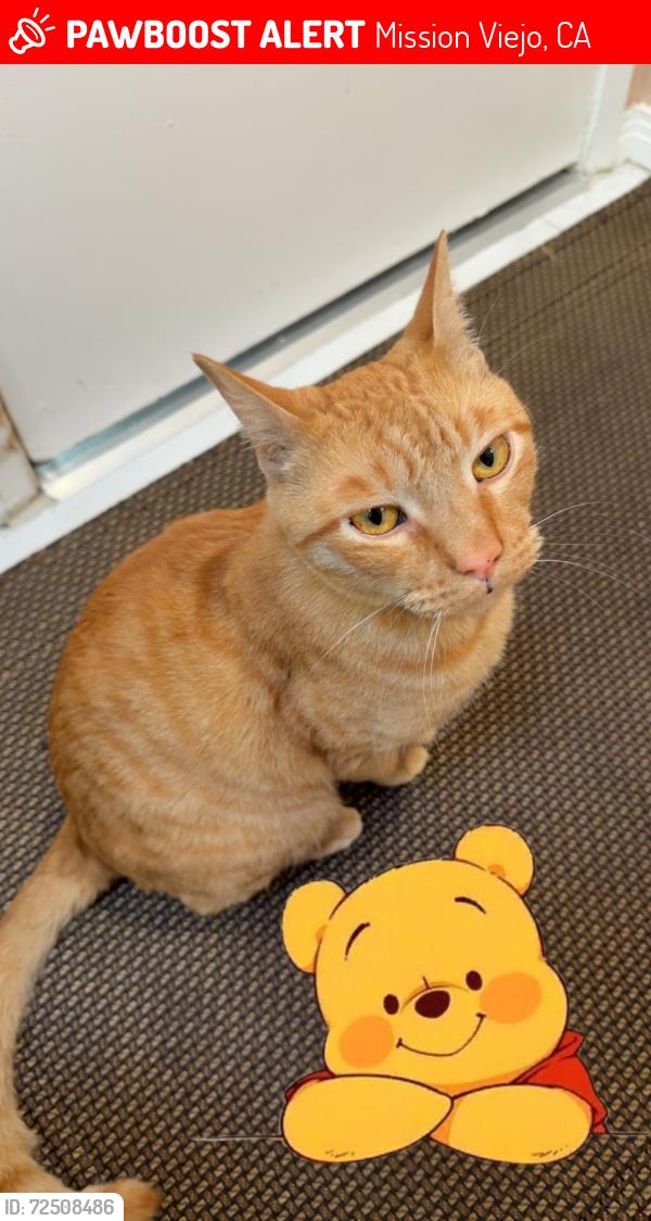 Lost Male Cat last seen Mirador and Hidalgo, Mission Viejo, CA 92691