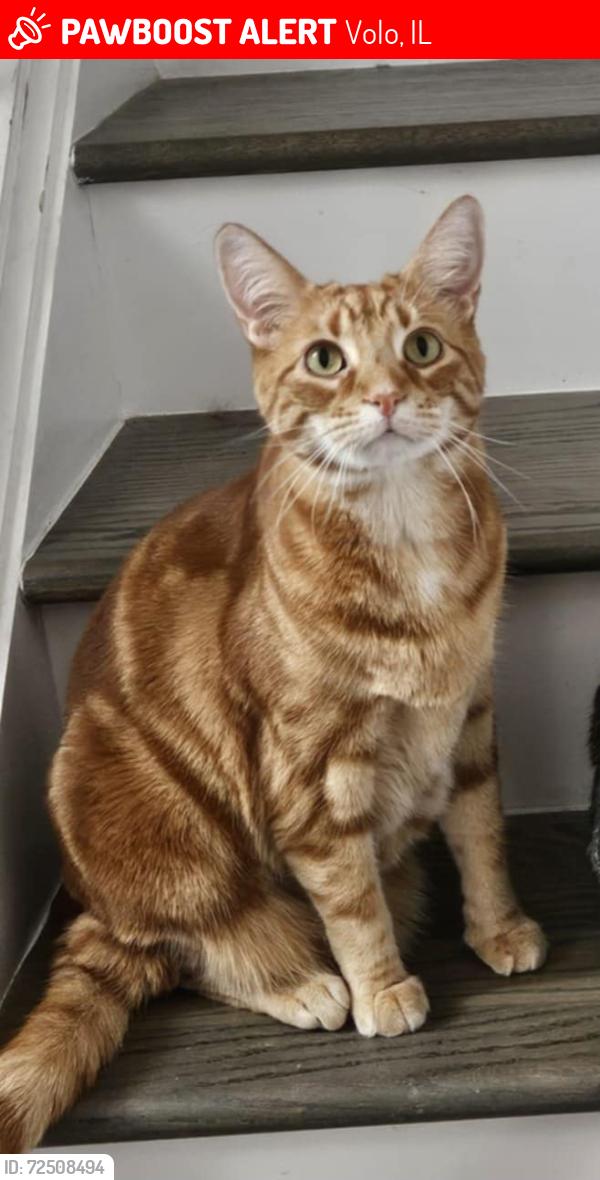 Lost Male Cat last seen Lancaster falls, Volo, IL 60041