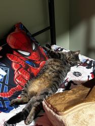 Lost Male Cat last seen 2nd ave. Near broadway in Urbancrest , Urbancrest, OH 43123