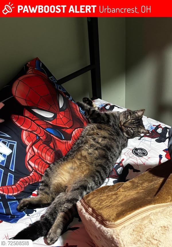 Lost Male Cat last seen 2nd ave. Near broadway in Urbancrest , Urbancrest, OH 43123