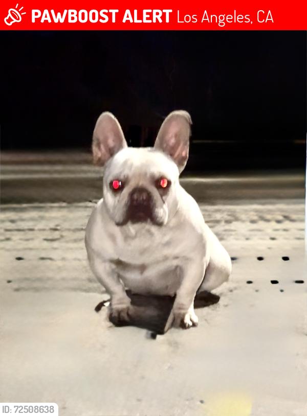 Lost Female Dog last seen Central Ave and 105 st, Los Angeles, CA 90002
