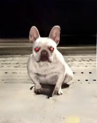 Lost Female Dog last seen Central Ave and 105 st, Los Angeles, CA 90002