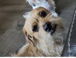 Lost Male Dog last seen In neighborhood W. Shaw ave and Sylmar ave nearby Walmart, Clovis, CA 93612
