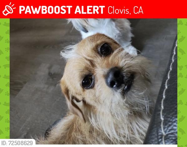Lost Male Dog last seen In neighborhood W. Shaw ave and Sylmar ave nearby Walmart, Clovis, CA 93612