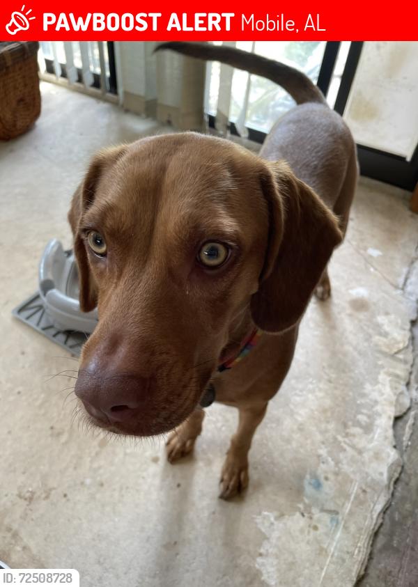 Lost Female Dog last seen Cottage Hill and Azalea Rd, Mobile, AL 36609