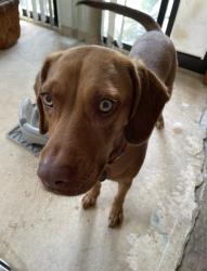 Lost Female Dog last seen Cottage Hill and Azalea Rd, Mobile, AL 36609