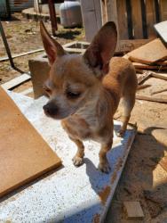 Lost Male Dog last seen Jefferson, Tanglewood Dr, Jefferson, OR 97352