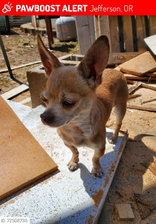 Lost Male Dog last seen Jefferson, Tanglewood Dr, Jefferson, OR 97352