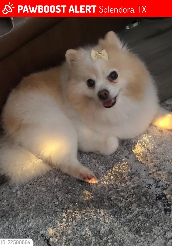 Lost Female Dog last seen 26231Ipes Road , Splendora, TX 77372