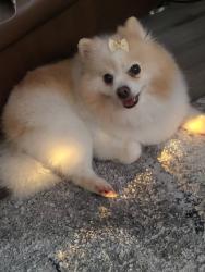 Lost Female Dog last seen 26231Ipes Road , Splendora, TX 77372