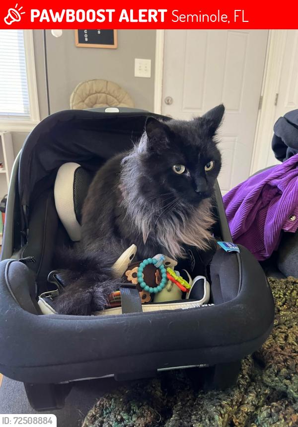 Lost Male Cat last seen  pelican lane , Seminole, FL 33777