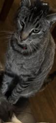 Reunited Male Cat last seen Via Mirabel, Via Manzanas, Via Largavista, Via Paro, San Lorenzo, CA 94580
