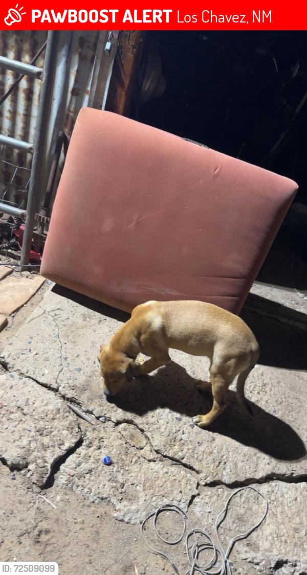 Lost Male Dog last seen Allsup’s in Los Chavez , Los Chavez, NM 87060