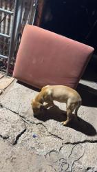 Lost Male Dog last seen Allsup’s in Los Chavez , Los Chavez, NM 87060