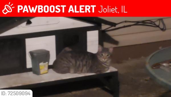 Lost Male Cat last seen Larkin & Ingalls , Joliet, IL 60435