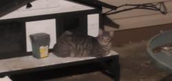 Lost Male Cat last seen Larkin & Ingalls , Joliet, IL 60435