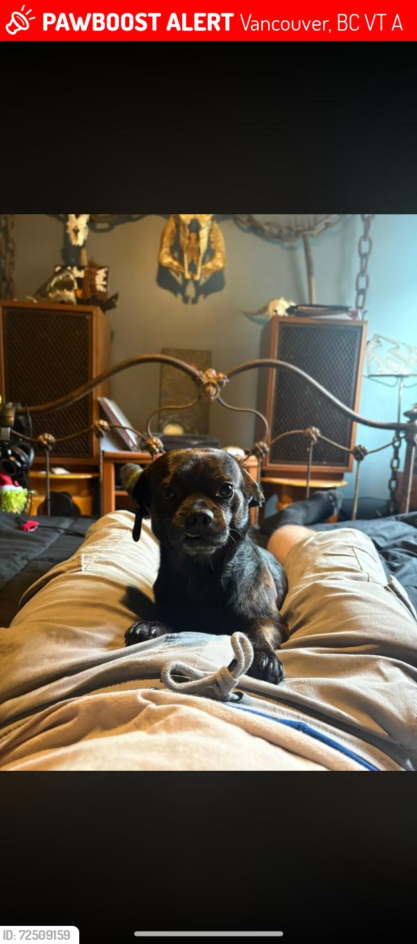 Lost Male Dog last seen Near E 1st Ave Vancouver BC V5T 1A7 Canada, Vancouver, BC V5T 1A7