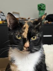 Lost Female Cat last seen in the boulder springs apmt complex, Richmond, VA 23225