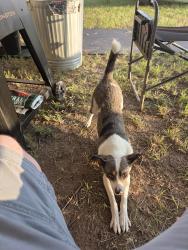 Lost Male Dog last seen VAN ZANDT COUNTY 2403 CANTON TEXAS 75103, Canton, TX 75103