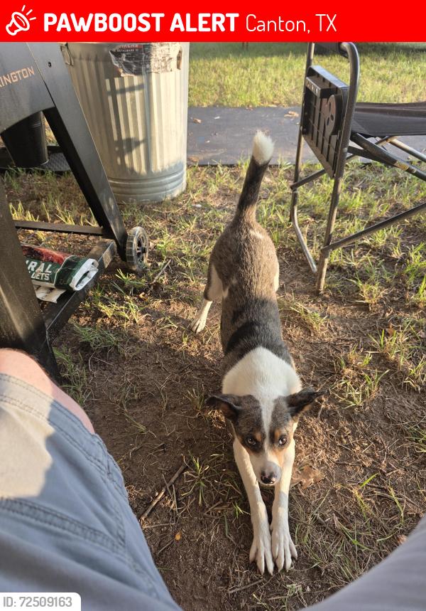 Lost Male Dog last seen VAN ZANDT COUNTY 2403 CANTON TEXAS 75103, Canton, TX 75103