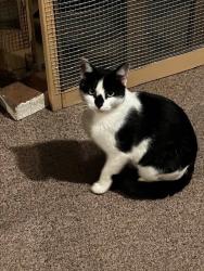 Lost Female Cat last seen S 9th Street and New Brunswick Ave, South Plainfield, NJ 07080