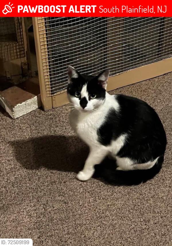 Lost Female Cat last seen S 9th Street and New Brunswick Ave, South Plainfield, NJ 07080
