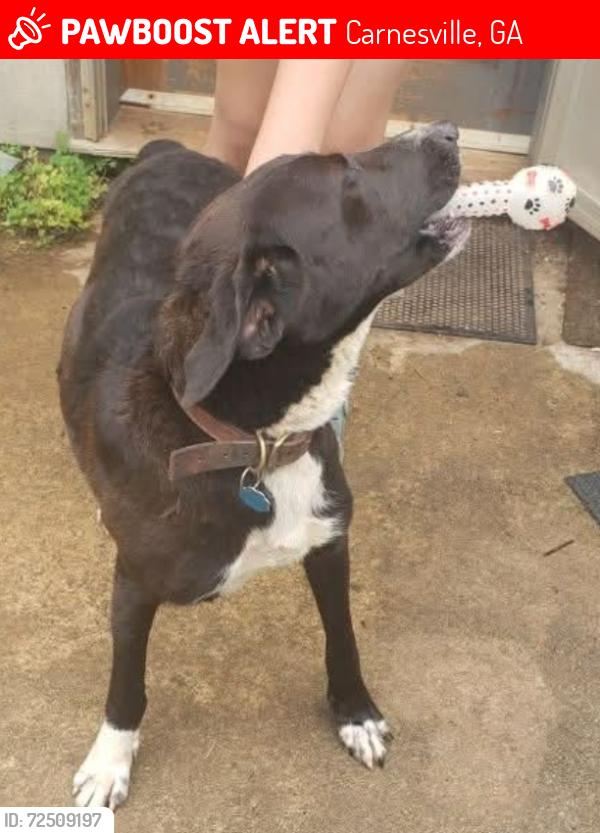 Lost Female Dog last seen Burnette rd and  farmes academy rd., Carnesville, GA 30521