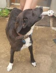 Lost Female Dog last seen Burnette rd and  farmes academy rd., Carnesville, GA 30521