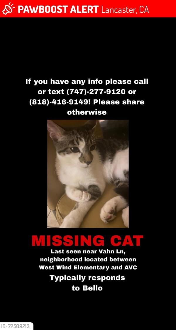 Lost Male Cat last seen Vahn Lane lancaster, Lancaster, CA 93536