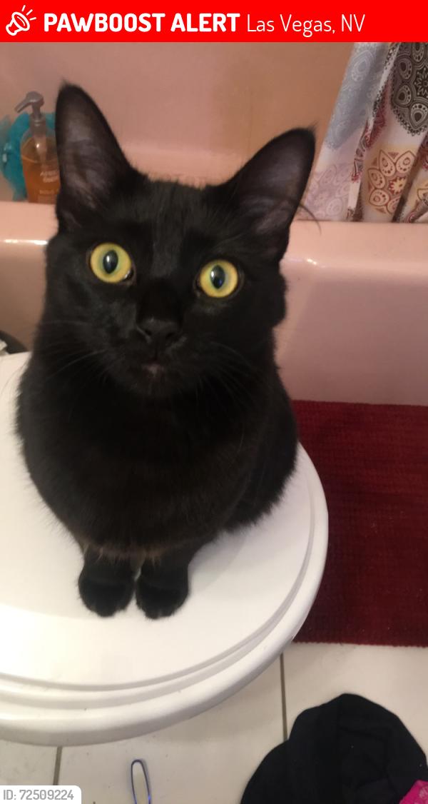Lost Female Cat last seen Mission Pointe apmts , Las Vegas, NV 89183