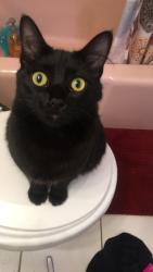Lost Female Cat last seen Mission Pointe apmts , Las Vegas, NV 89183