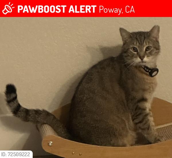 Lost Male Cat last seen Hilleary Pl and Midland Rd, Poway, CA 92064