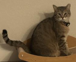 Lost Male Cat last seen Hilleary Pl and Midland Rd, Poway, CA 92064