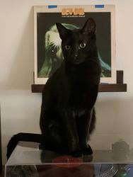 Lost Male Cat last seen Cambridge Drive, Longwood, FL 32779