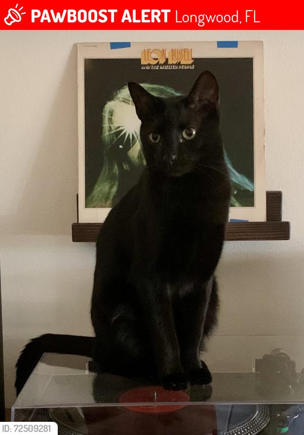 Lost Male Cat last seen Cambridge Drive, Longwood, FL 32779