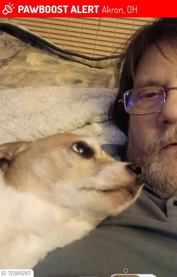 Lost Male Dog last seen Norman St and north main., Akron, OH 44310