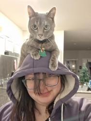 Lost Female Cat last seen Wallnut hill, Pea Ridge, AR 72751