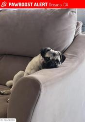 Lost Female Dog last seen Ocean street and 21st oceano, Oceano, CA 93433