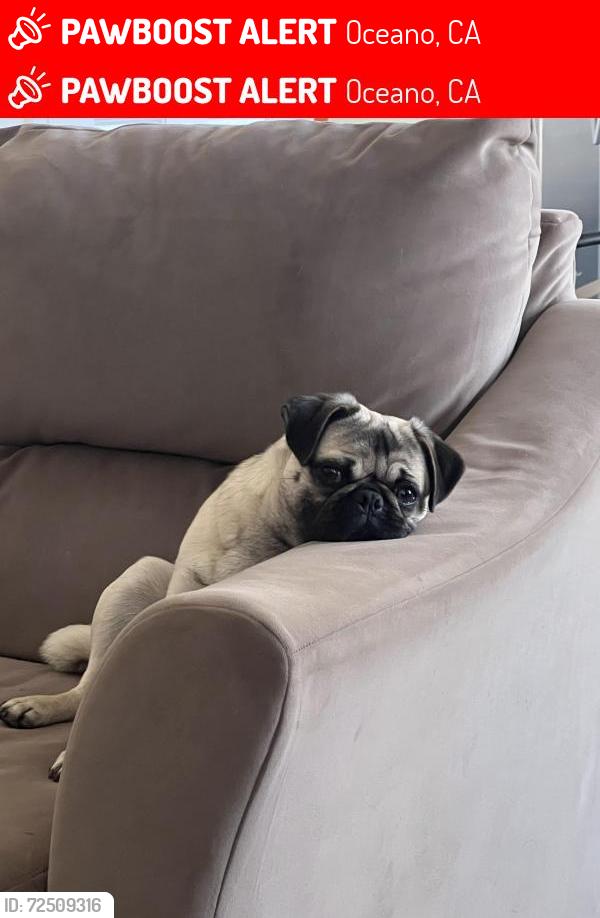 Lost Female Dog last seen Ocean street and 21st oceano, Oceano, CA 93433