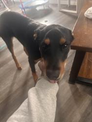 Lost Male Dog last seen Gevers st, San Antonio, TX 78210
