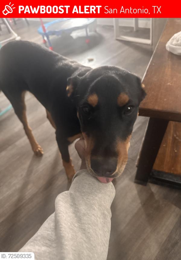 Lost Male Dog last seen Gevers st, San Antonio, TX 78210