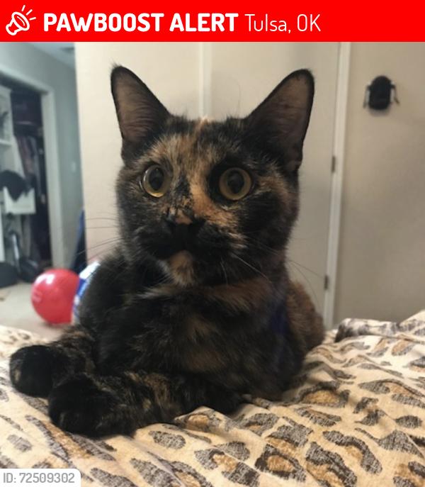 Lost Female Cat last seen 86th St S and S 49th W near Canyon Road Baptist Church, Tulsa, OK 74132