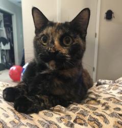 Lost Female Cat last seen 86th St S and S 49th W near Canyon Road Baptist Church, Tulsa, OK 74132