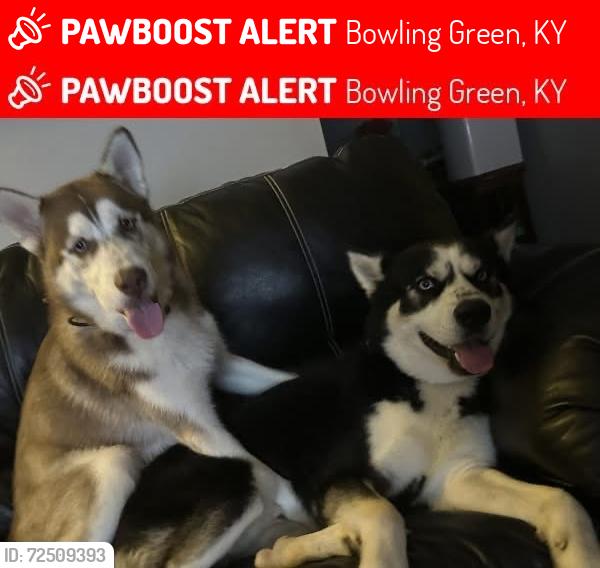 Lost Male Dog last seen N Campbell rd , Bowling Green, KY 42101