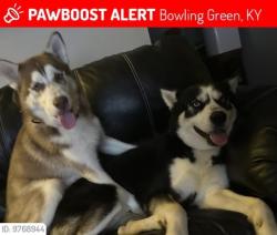 Lost Male Dog last seen N Campbell rd , Bowling Green, KY 42101