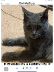 Lost Male Cat last seen Golden West and Heil in that small park, Huntington Beach, CA 92647