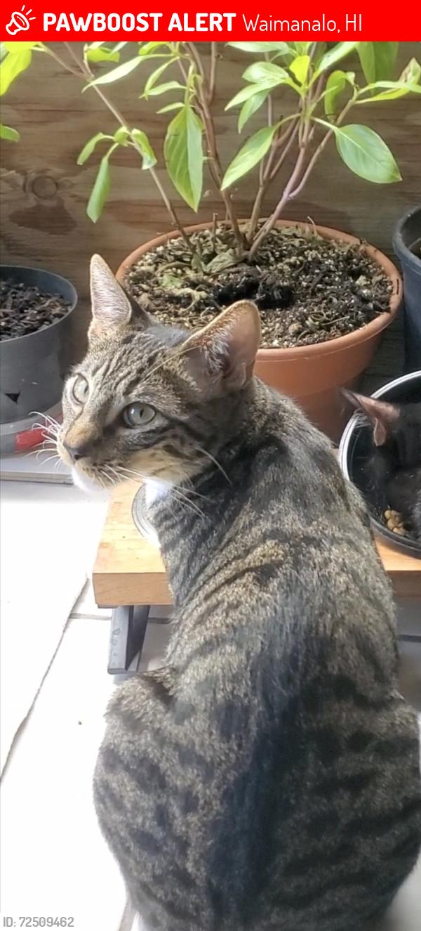 Lost Male Cat last seen Makapuu Beach Park, Waimanalo, HI 96795
