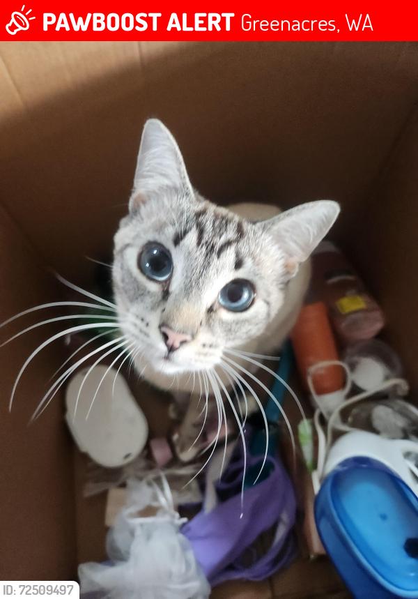 Lost Male Cat last seen Barker and 11th, Greenacres, WA 99016