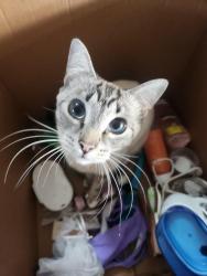 Lost Male Cat last seen Barker and 11th, Greenacres, WA 99016